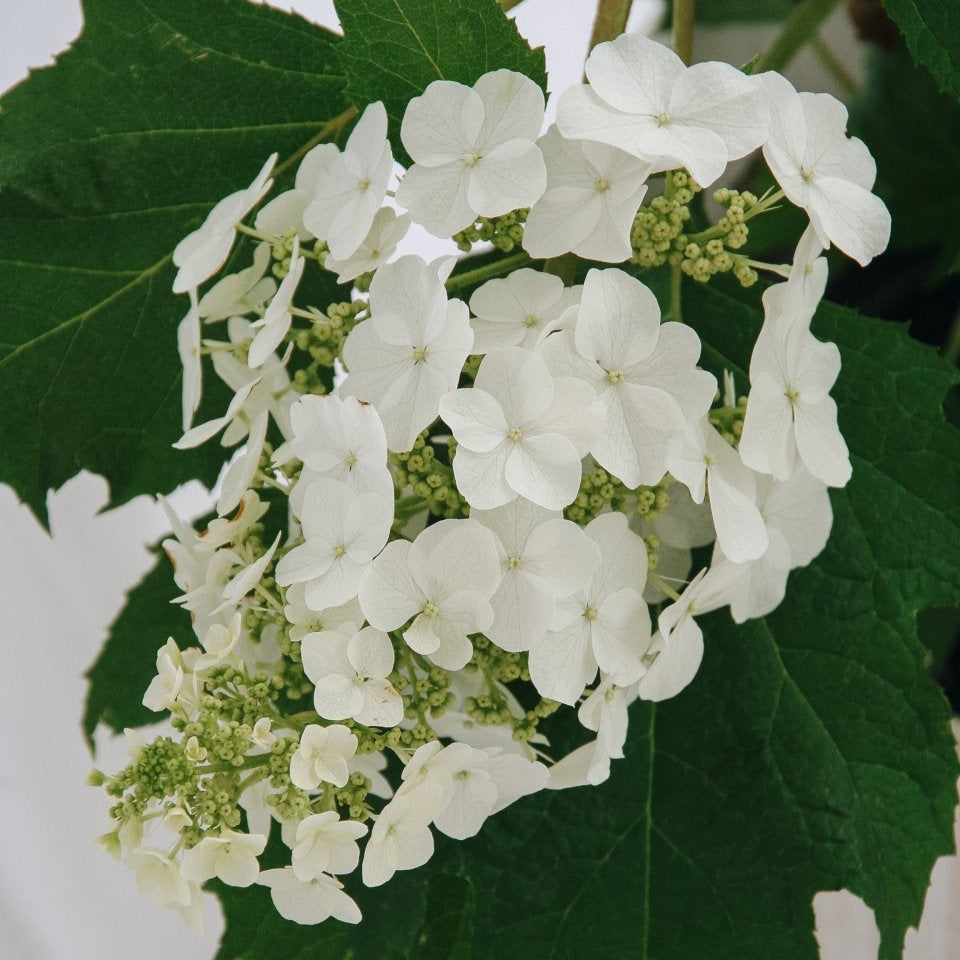 Snow Queen Oakleaf Hydrangea - LandscapeDirect