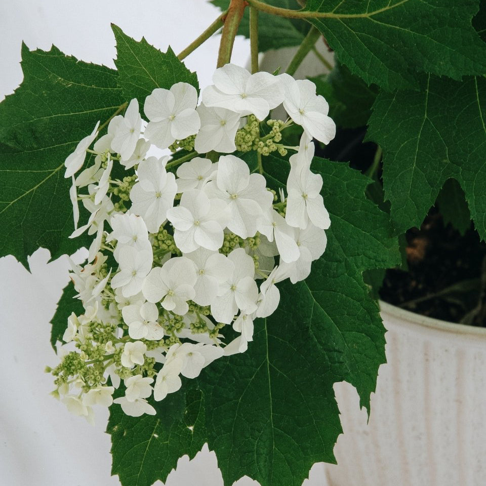 Snow Queen Oakleaf Hydrangea - LandscapeDirect