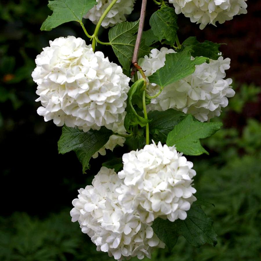 Viorne boule de neige