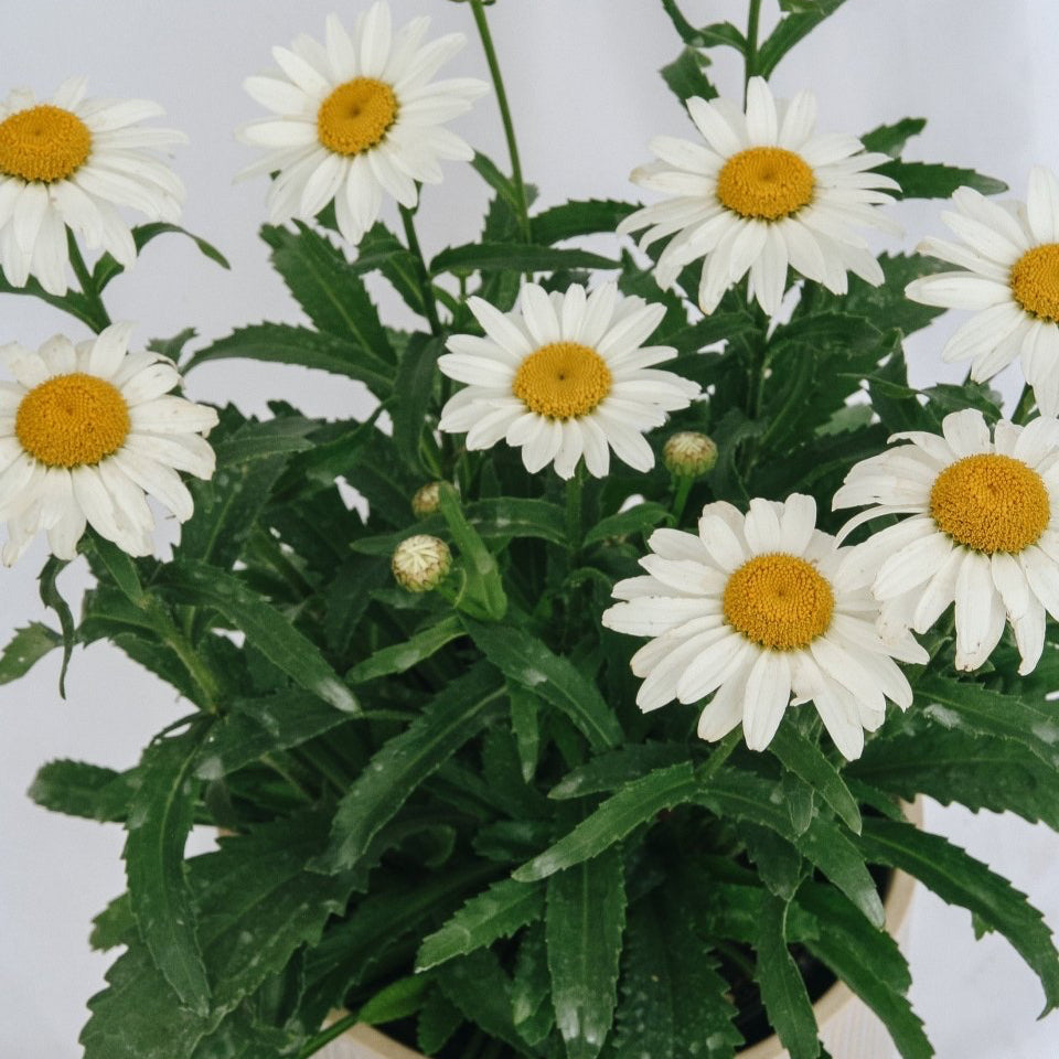 Snowcap Shasta Daisy - LandscapeDirect