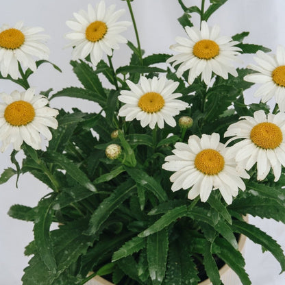 Snowcap Shasta Daisy - LandscapeDirect