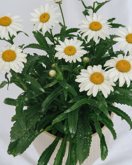 Snowcap Shasta Daisy - LandscapeDirect