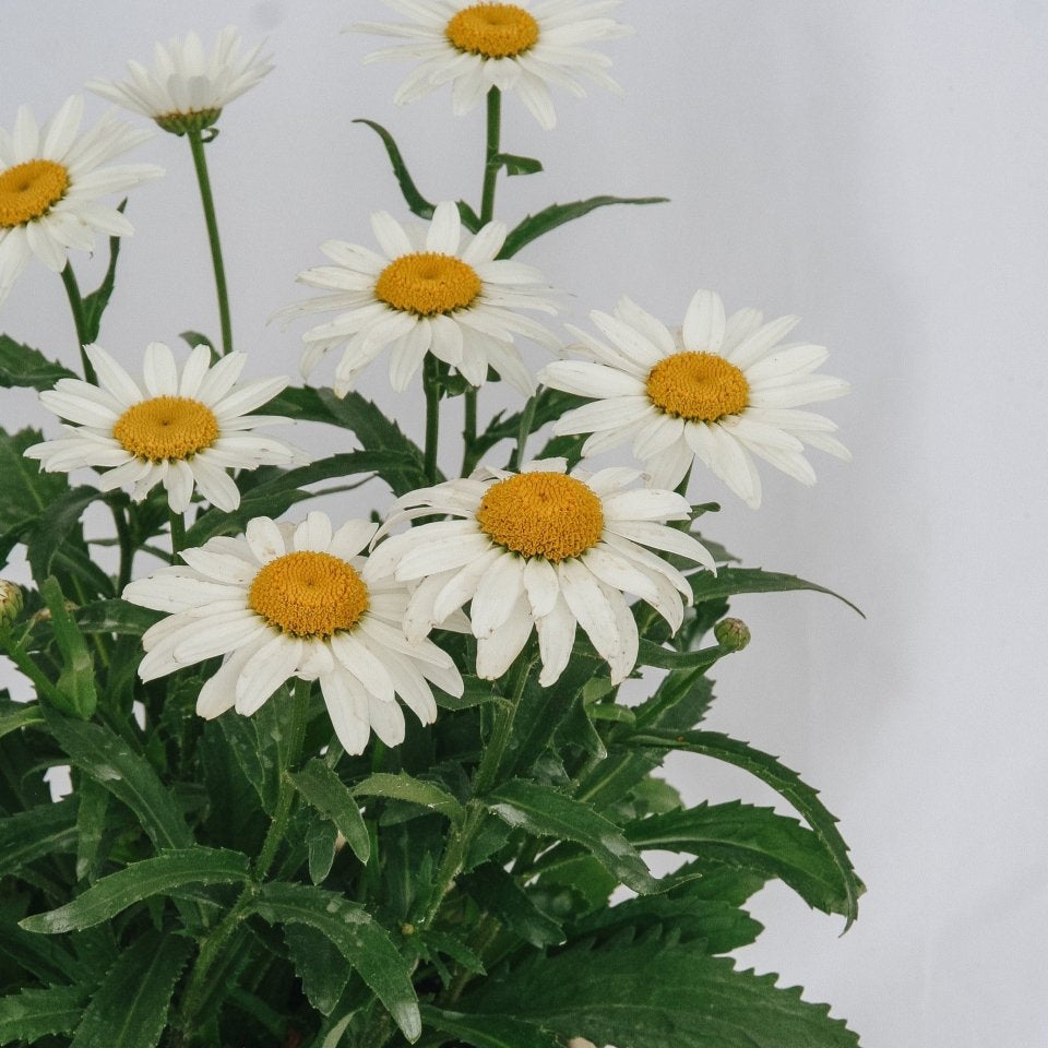 Snowcap Shasta Daisy - LandscapeDirect