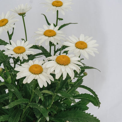 Snowcap Shasta Daisy - LandscapeDirect