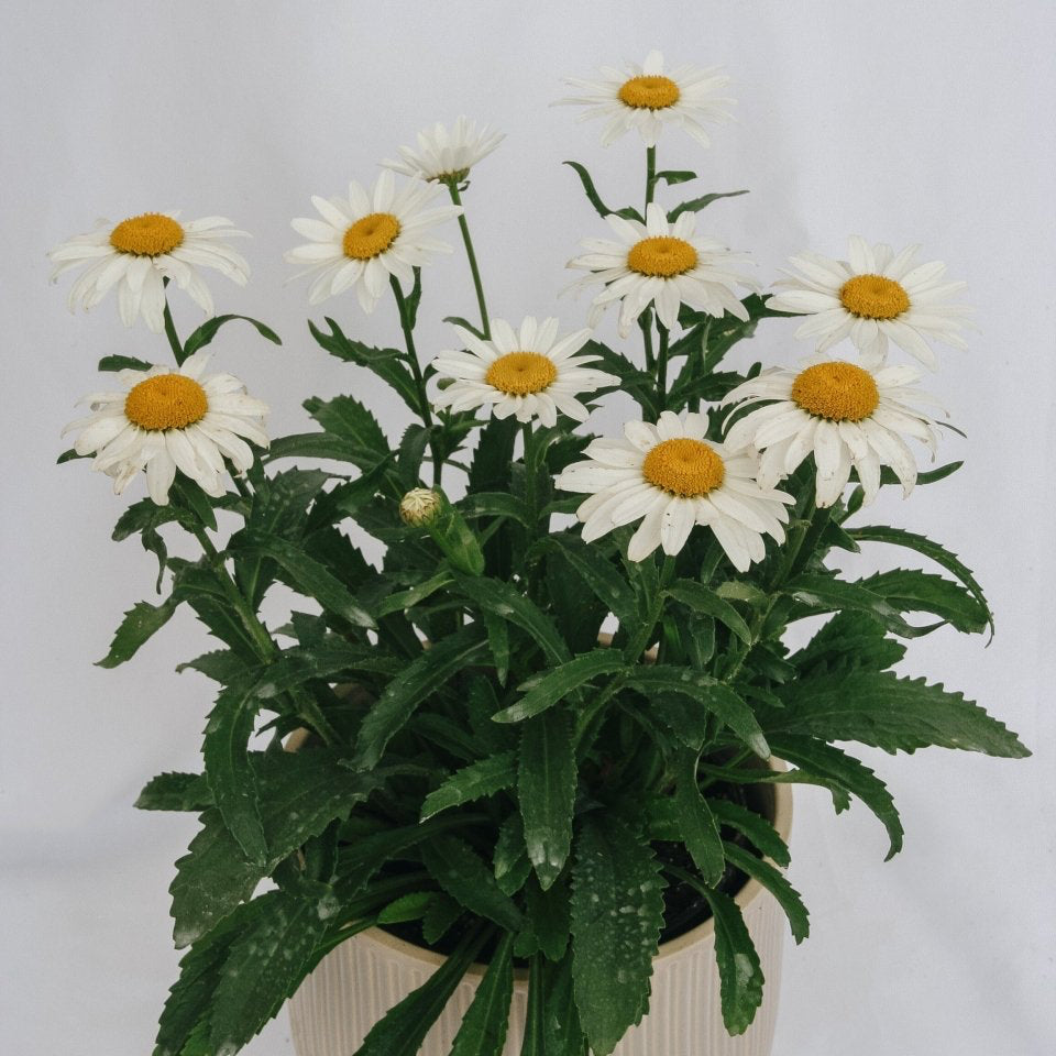 Snowcap Shasta Daisy - LandscapeDirect