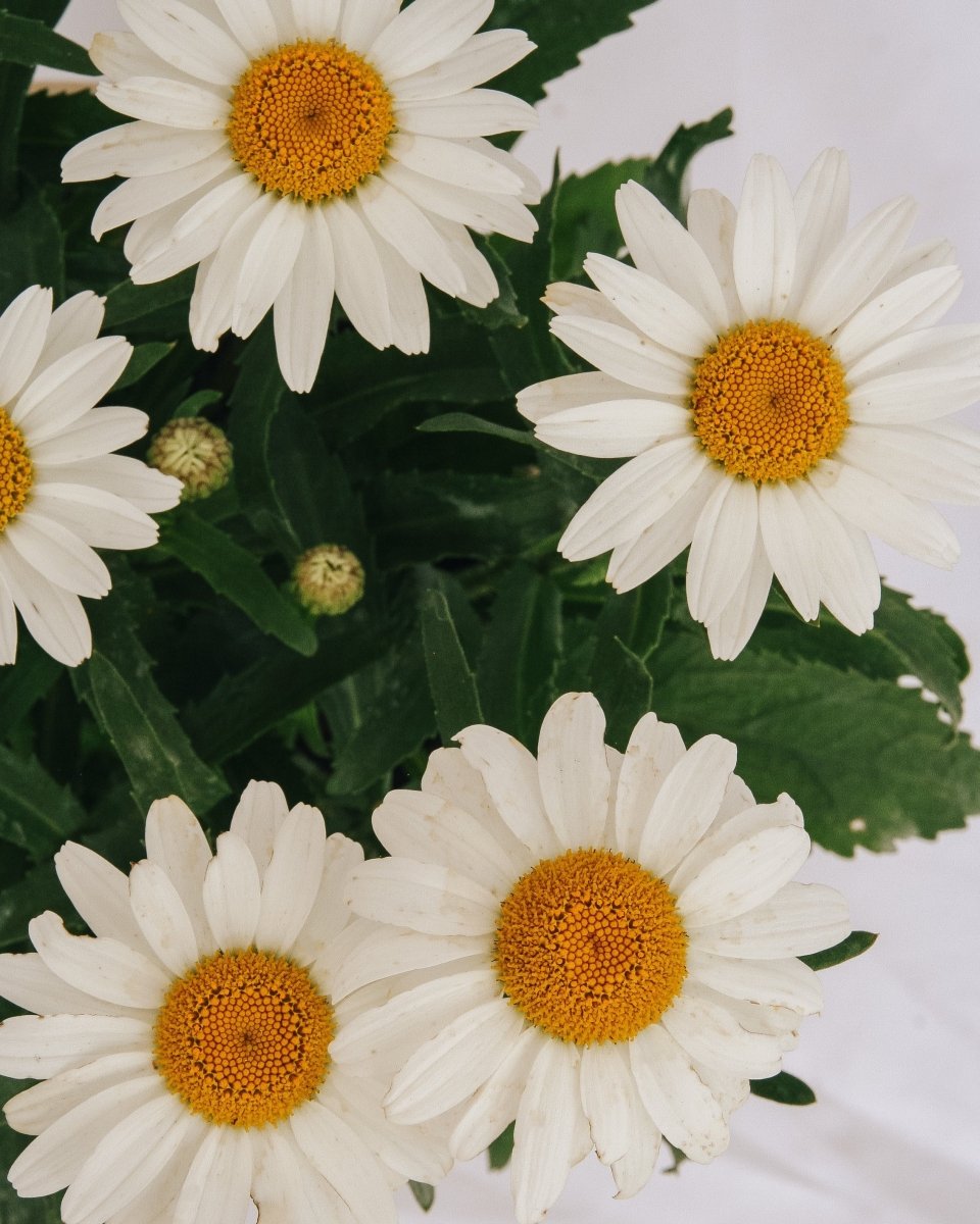 Snowcap Shasta Daisy - LandscapeDirect