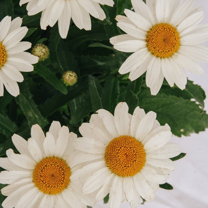 Snowcap Shasta Daisy - LandscapeDirect