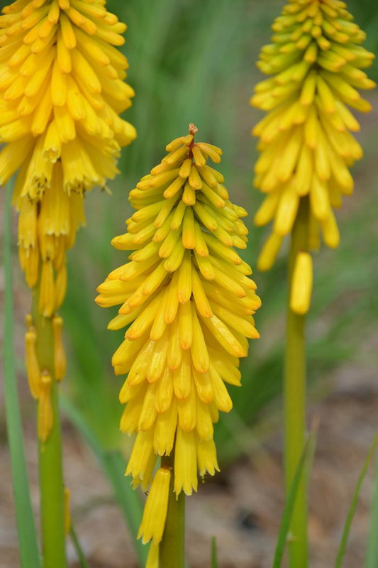Solar Flare Red Hot Poker - LandscapeDirect