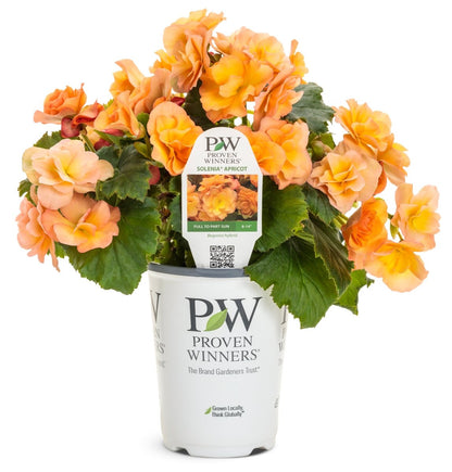 Solenia Apricot Rieger Begonia - LandscapeDirect