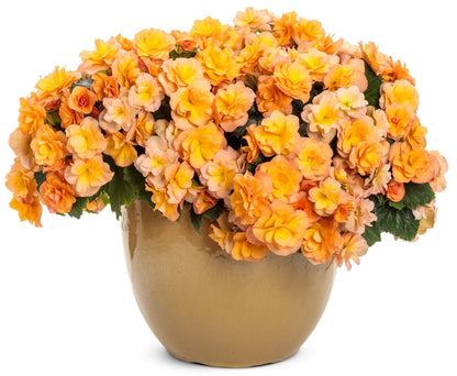 Solenia Apricot Rieger Begonia - LandscapeDirect
