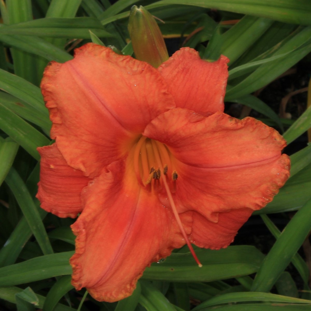 South Seas Daylily - LandscapeDirect