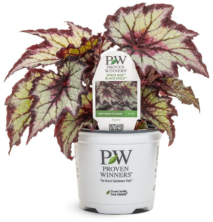 Space Age Europa Rex begonia - LandscapeDirect