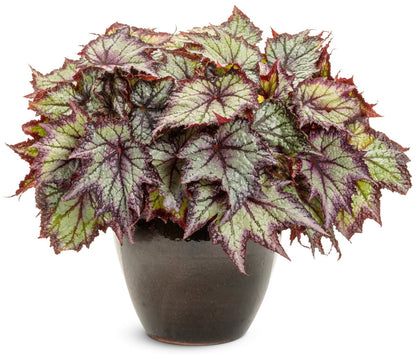 Space Age Europa Rex begonia - LandscapeDirect