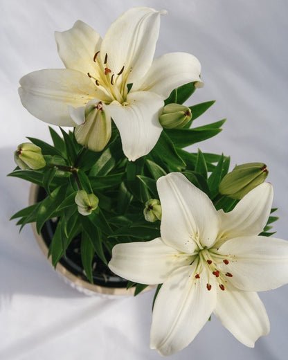asiatic lily delicate joy Sparkling Joy Asiatic Lily – LandscapeDirect