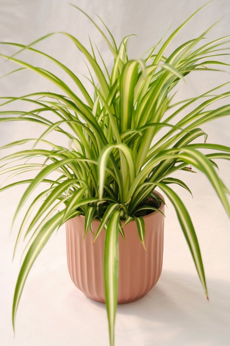 lemon lime spider plant Spider Plant 5" Maria – LandscapeDirect
