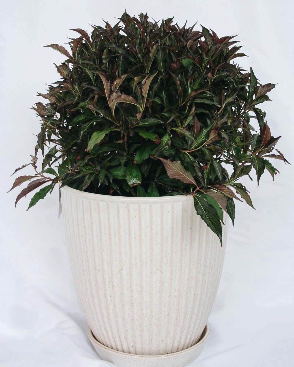 Spilled Wine - Weigela - LandscapeDirect