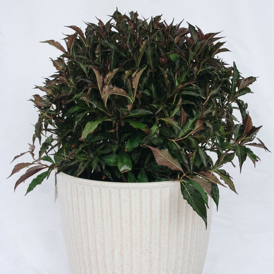 Spilled Wine - Weigela - LandscapeDirect