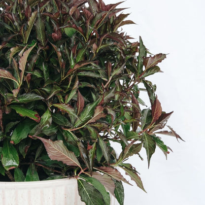 Spilled Wine - Weigela - LandscapeDirect