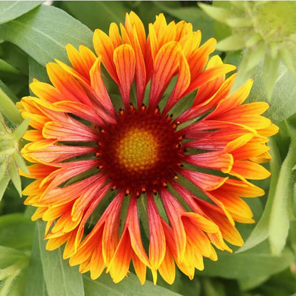 SpinTop Copper Sun Blanket Flower - LandscapeDirect