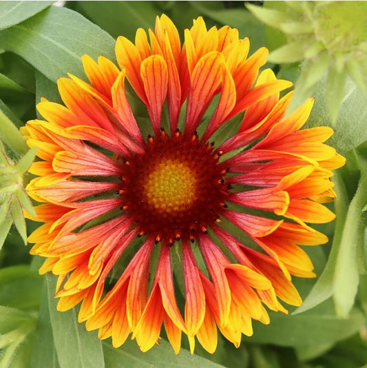 SpinTop Copper Sun Blanket Flower - LandscapeDirect