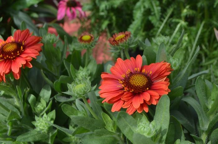 SpinTop Red Blanket Flower - LandscapeDirect