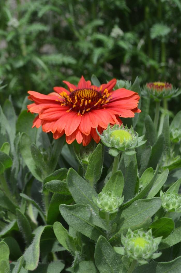 SpinTop Red Blanket Flower - LandscapeDirect