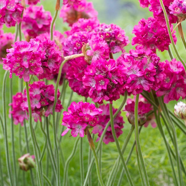 splendens-sea-thrift-