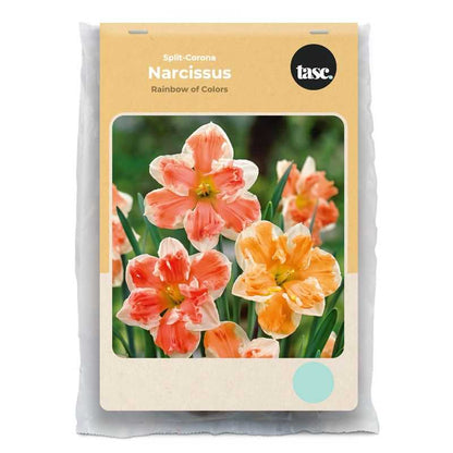 Split-Corona Rainbow of Colors Daffodil - LandscapeDirect