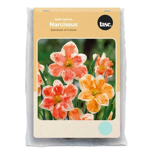Split-Corona Rainbow of Colors Daffodil - LandscapeDirect
