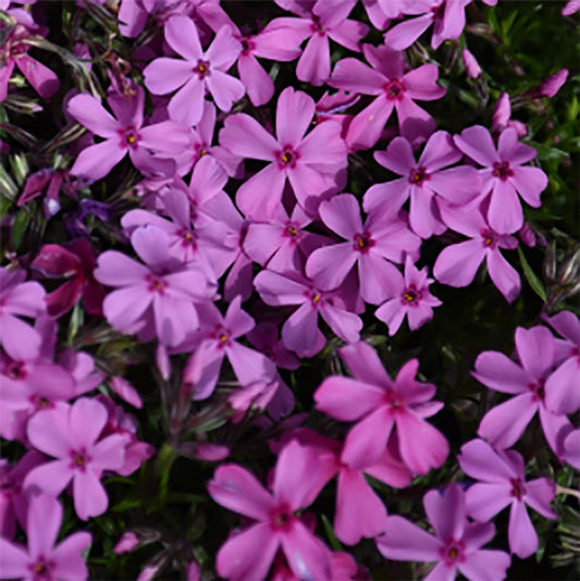 Spring Dark Pink Creeping Phlox - LandscapeDirect