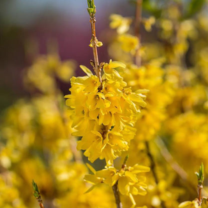 Spring Fling Forsythia - LandscapeDirect