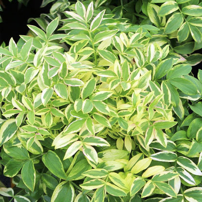 Stairway to Heaven Creeping Jacob's Ladder - LandscapeDirect