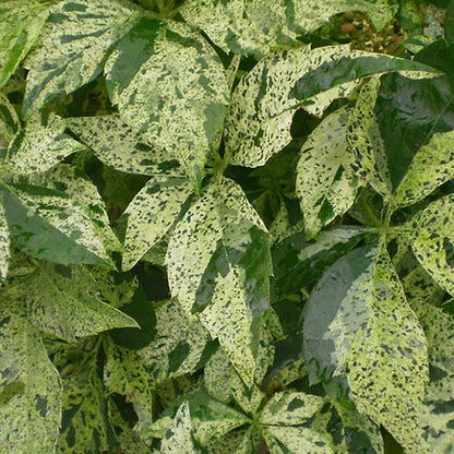 Star Showers Virginia Creeper - LandscapeDirect