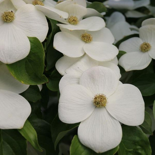 Starlight Chinese Dogwood