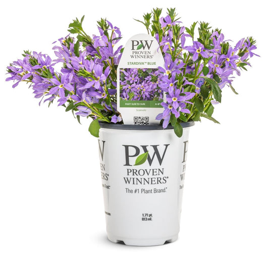 Stardiva Blue Fan Flower - LandscapeDirect