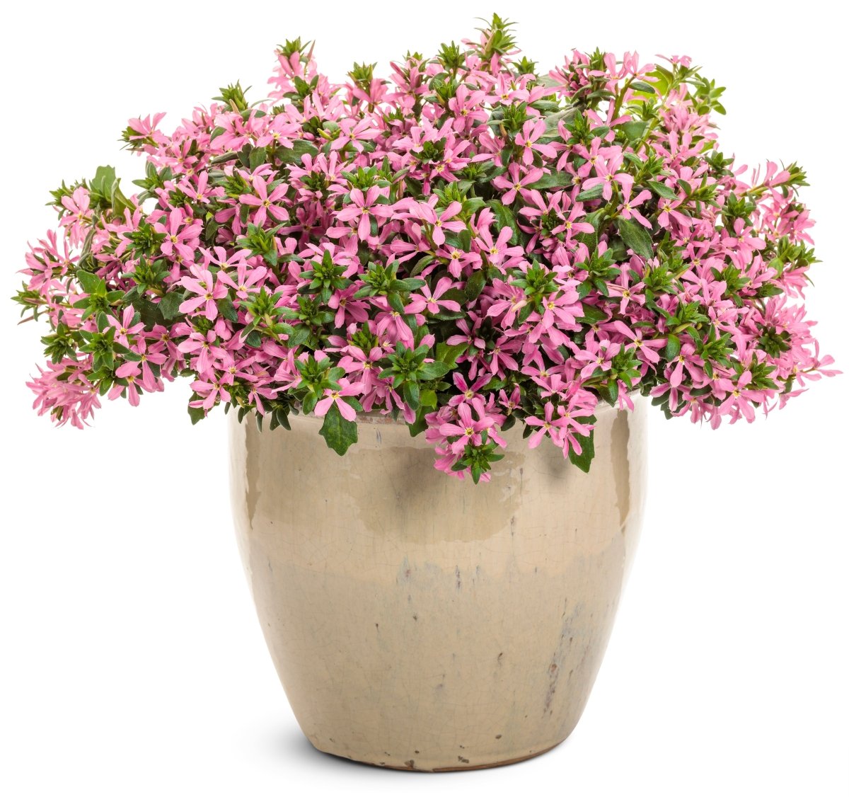 Stardiva Pink Fan Flower - LandscapeDirect
