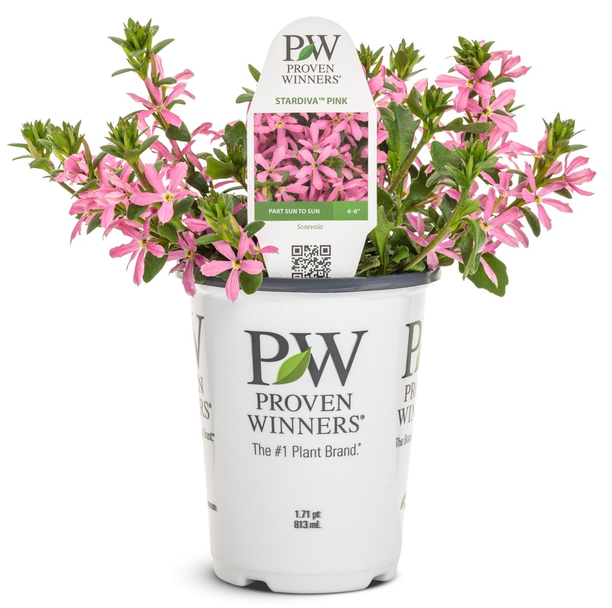 Stardiva Pink Fan Flower - LandscapeDirect