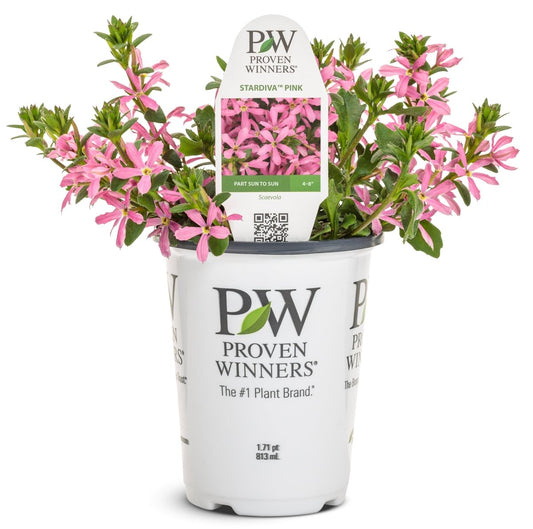 Stardiva Pink Fan Flower - LandscapeDirect