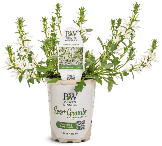Stardiva White Fan Flower - LandscapeDirect