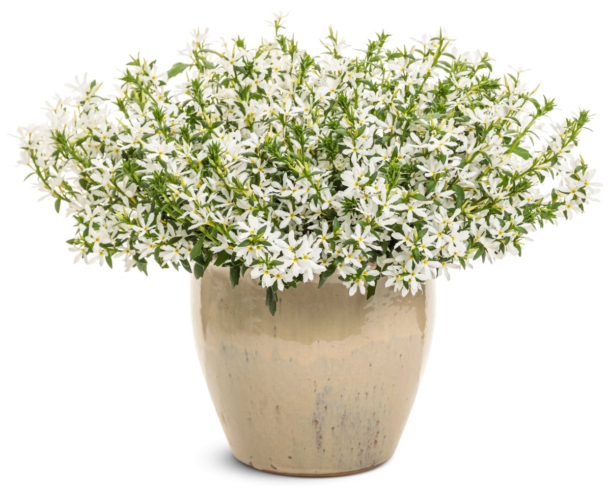 Stardiva White Fan Flower - LandscapeDirect