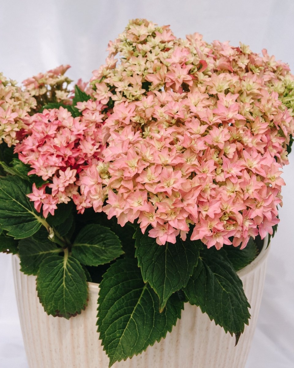 Starfield Hydrangea - LandscapeDirect