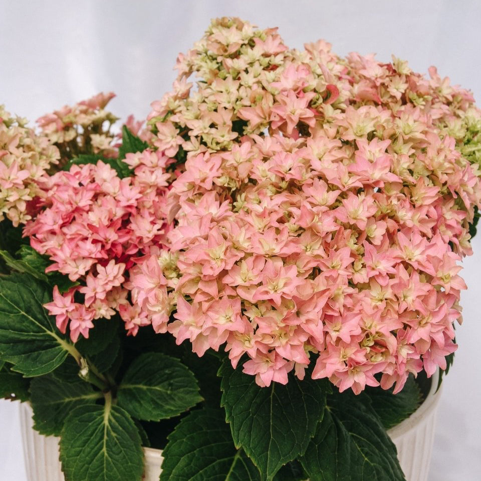 Starfield Hydrangea - LandscapeDirect