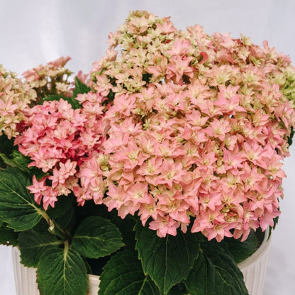 Starfield Hydrangea - LandscapeDirect