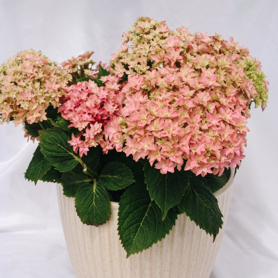 Starfield Hydrangea - LandscapeDirect