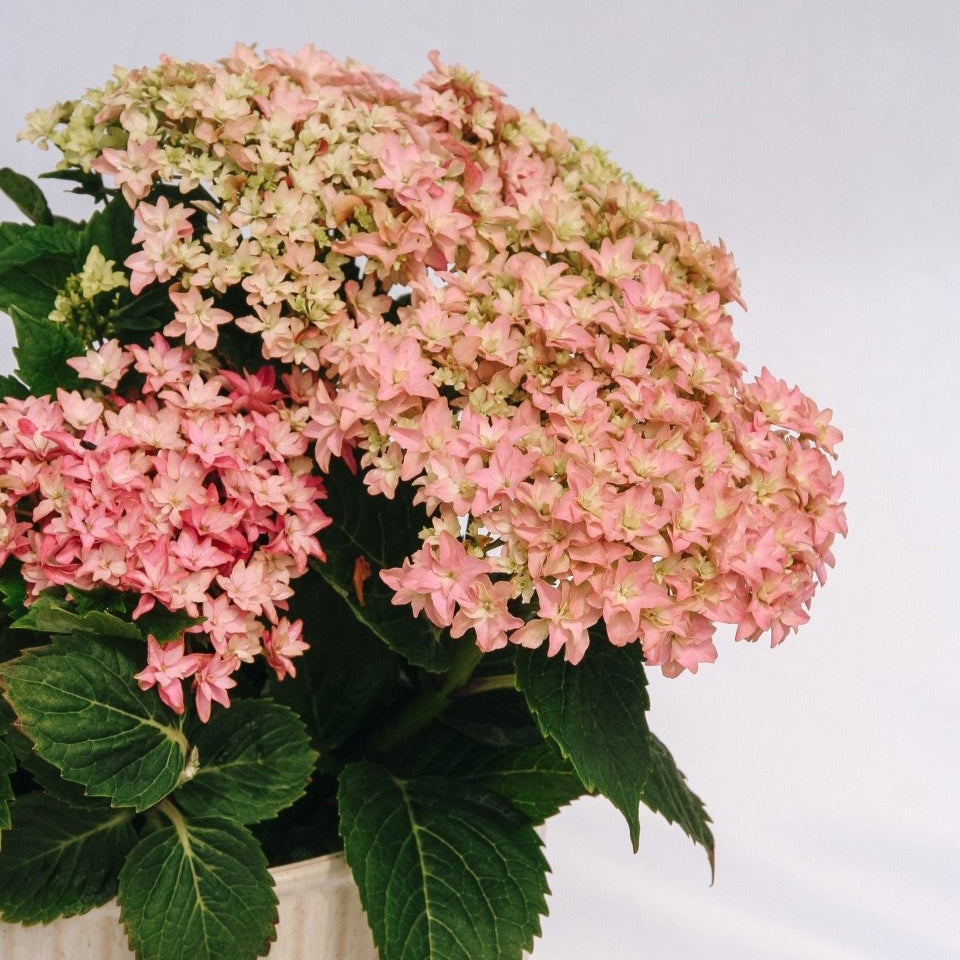Starfield Hydrangea - LandscapeDirect