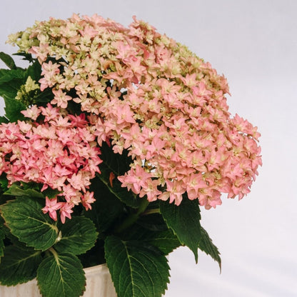 Starfield Hydrangea - LandscapeDirect