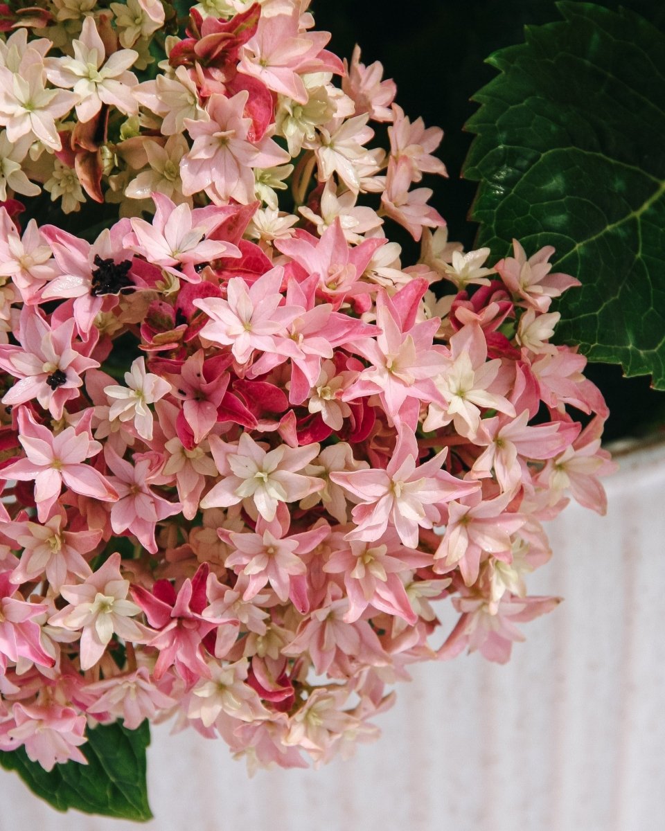 Starfield Hydrangea - LandscapeDirect
