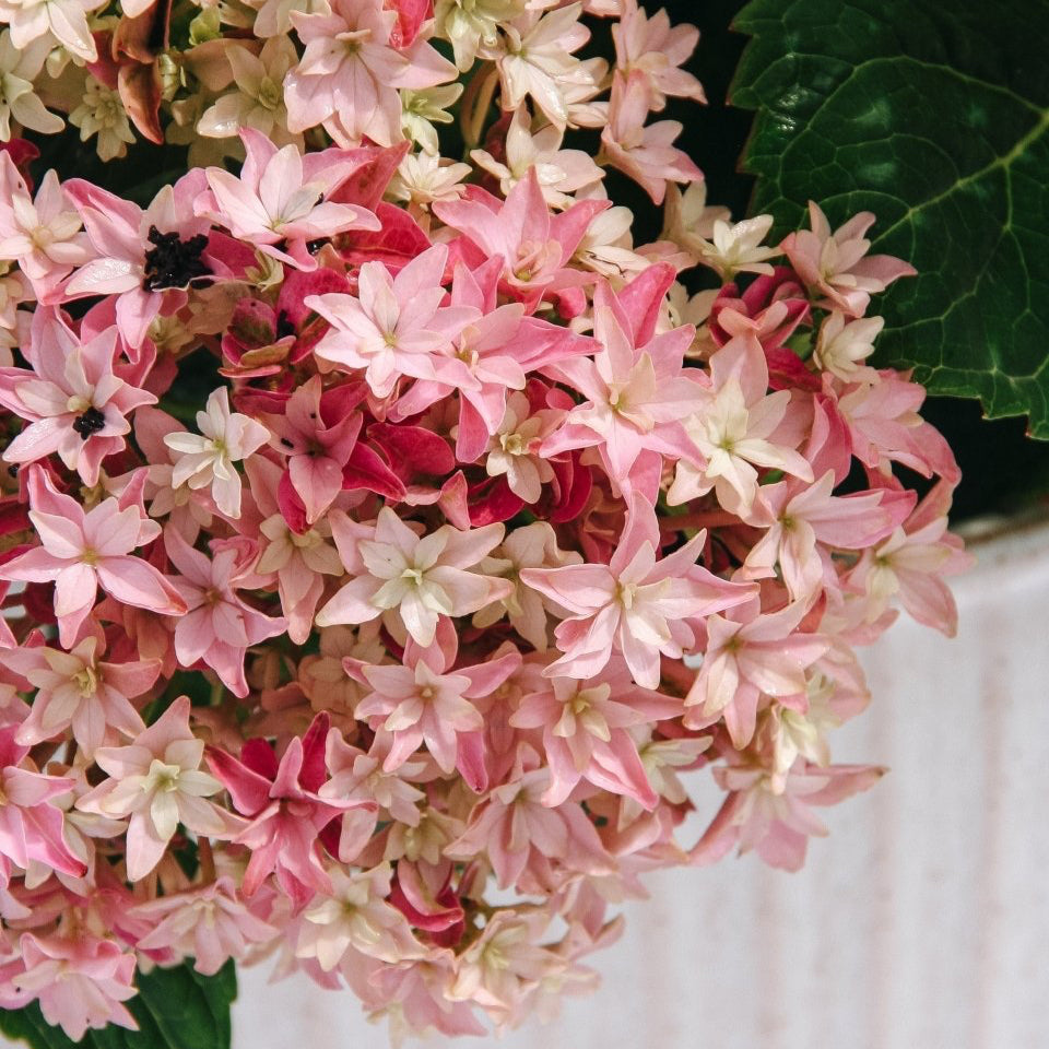 Starfield Hydrangea - LandscapeDirect