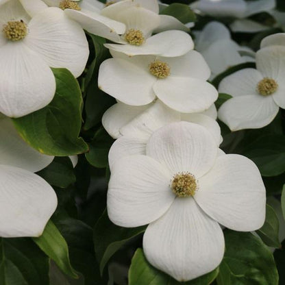 Starlight Chinese Dogwood - LandscapeDirect
