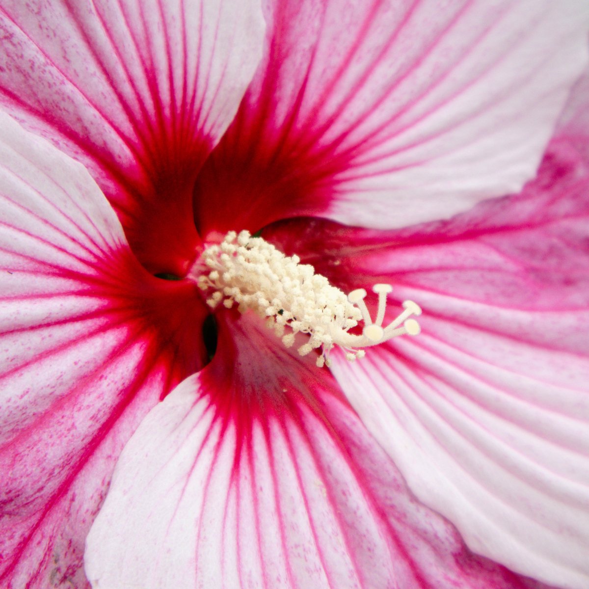 Starry Starry Night Rose Mallow - LandscapeDirect